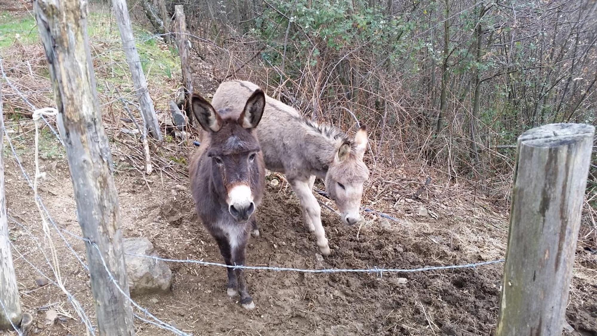 Azienda Agrituristica Risveglio Naturale Varese Ligure Εξωτερικό φωτογραφία